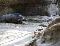 Wild Boar Indonesia